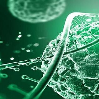 Stem Cell