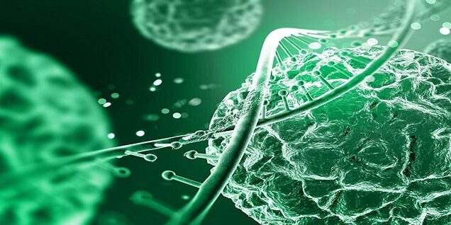 Stem Cell