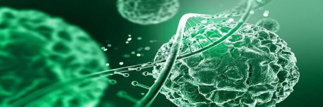 Stem Cell